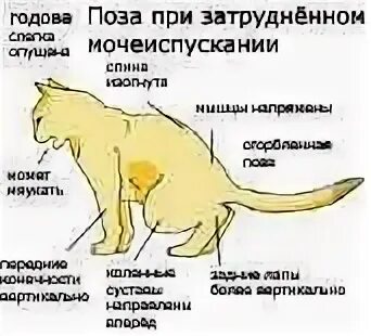 Мочеиспускание животных. Мочекаменная болезнь у кота. Позы мочеиспускания у котов. Мочекаменная болезнь у кошек симптомы.