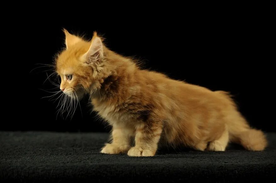 кошка без имени. кошка без имени. кошка без имени.