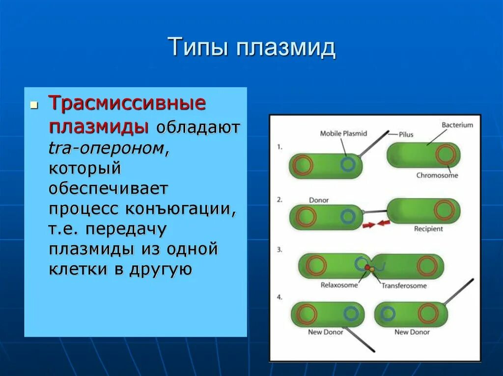 Плазмидами называются. Плазмида ответственная за процесс конъюгации. Tra оперон плазмид. Типы плазмид. Формирование f плазмиды.