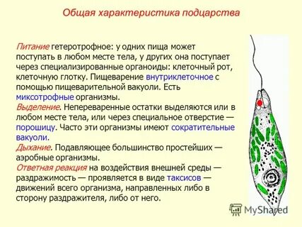 Общая характеристика простейших кратко
