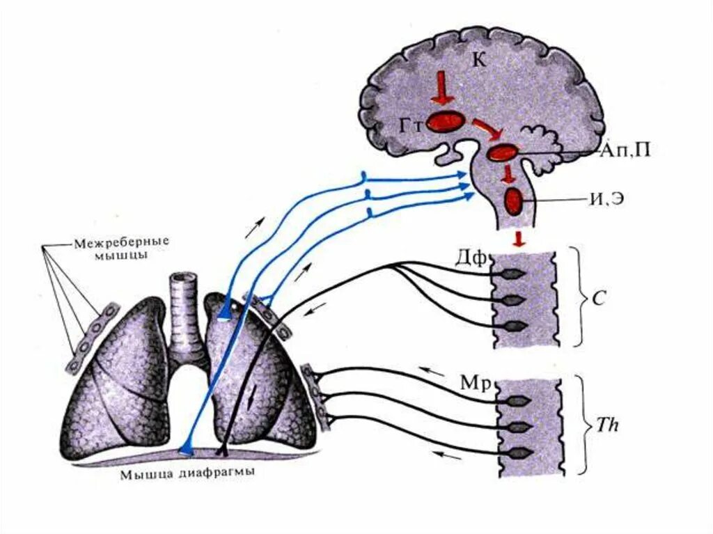 Схему «взаимоотношений» компонентов дыхательного центра. Регуляция дыхания дыхательный центр. Регуляция дыхания схема. Дыхательный нервный центр.