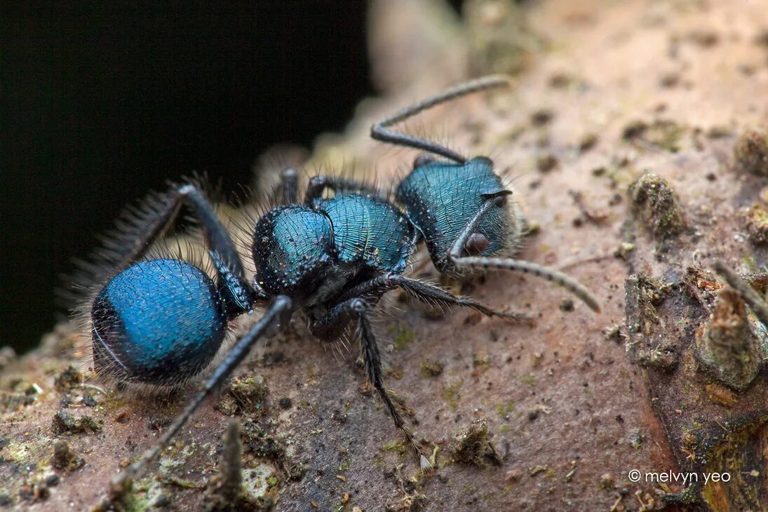 Голубая оса — diamma bicolor. Насекомое синего цвета. Голубая оса — diamma bicolor. Blue ant. Голубые муравьи.