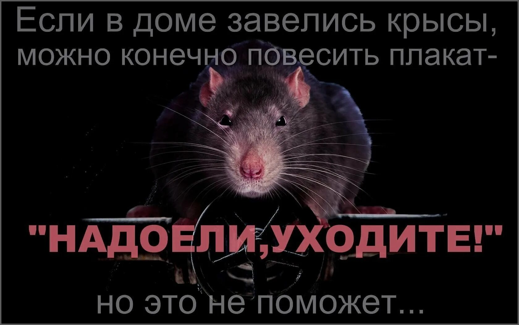 2 крысы. 2 смешные крысы. Мыши в квартире. Крыса в коллективе. Крыса живая.