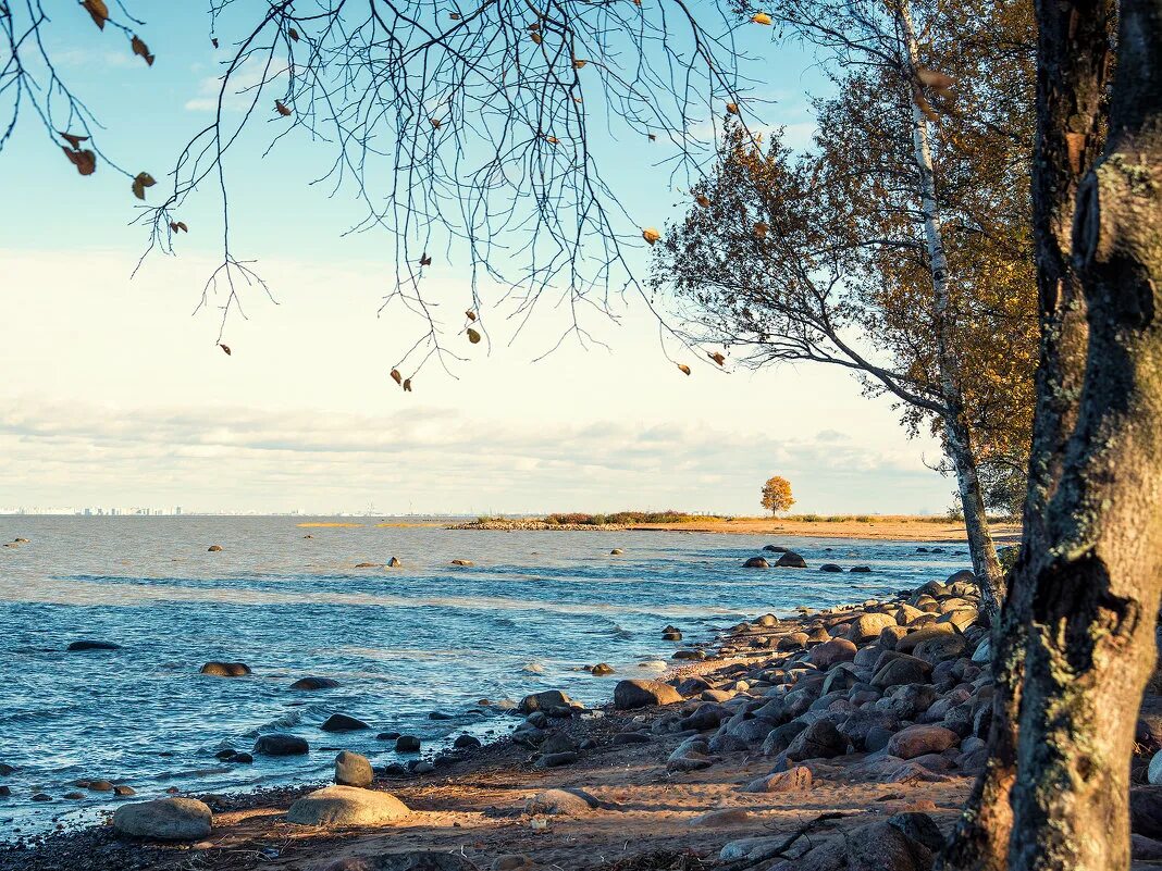 Финский залив балтийский берег. Репино берег финского залива осенью. Сестрорецк берег финского залива. Зеленогорск берег финского залива. Репино финский залив.