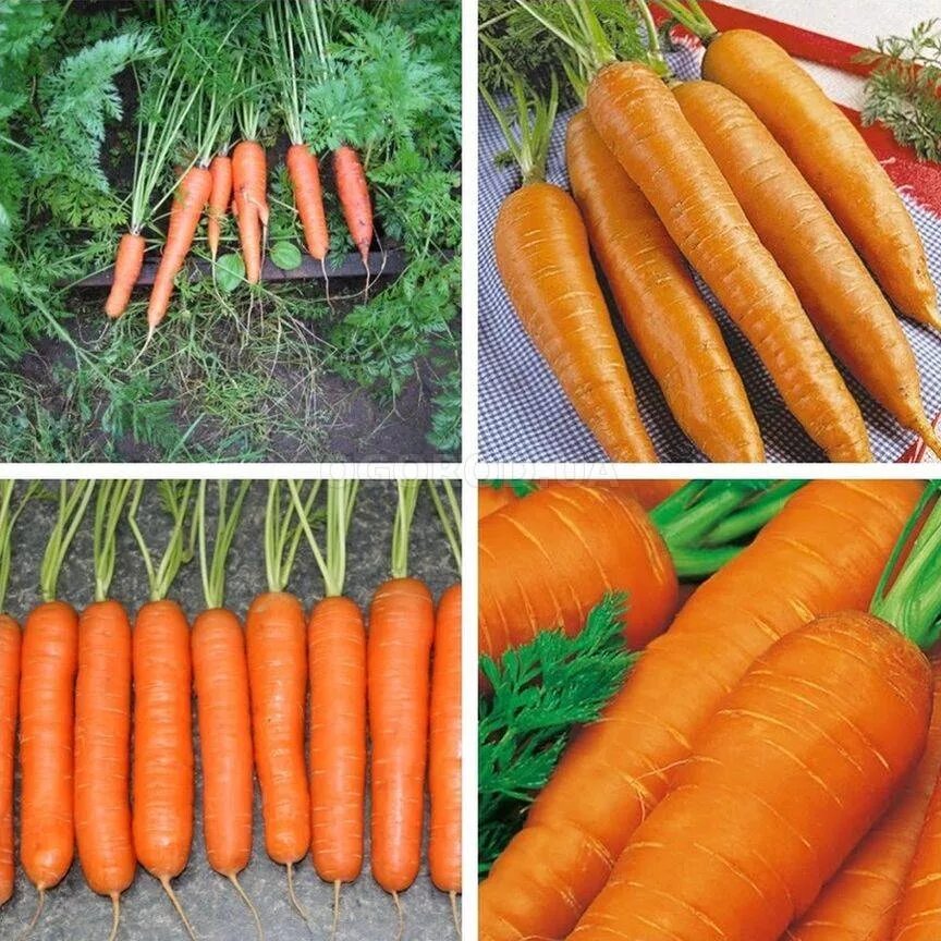 Морковь семена лучшие сорта для открытого. Морковь Нантская ботва. Лучшие сорта моркови.