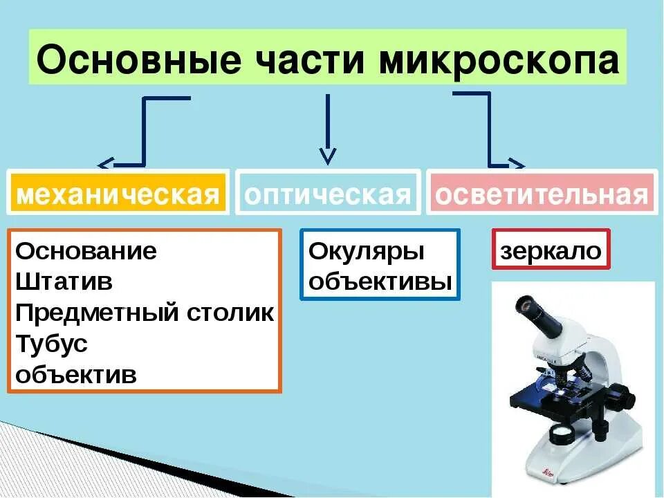 Микроскоп составные части. Устройство микроскопа оптическая схема микроскопа. Перечислите элементы механической части микроскопа:. Микроскоп механическая часть оптическая часть осветительная часть. Схема устройства светового микроскопа.