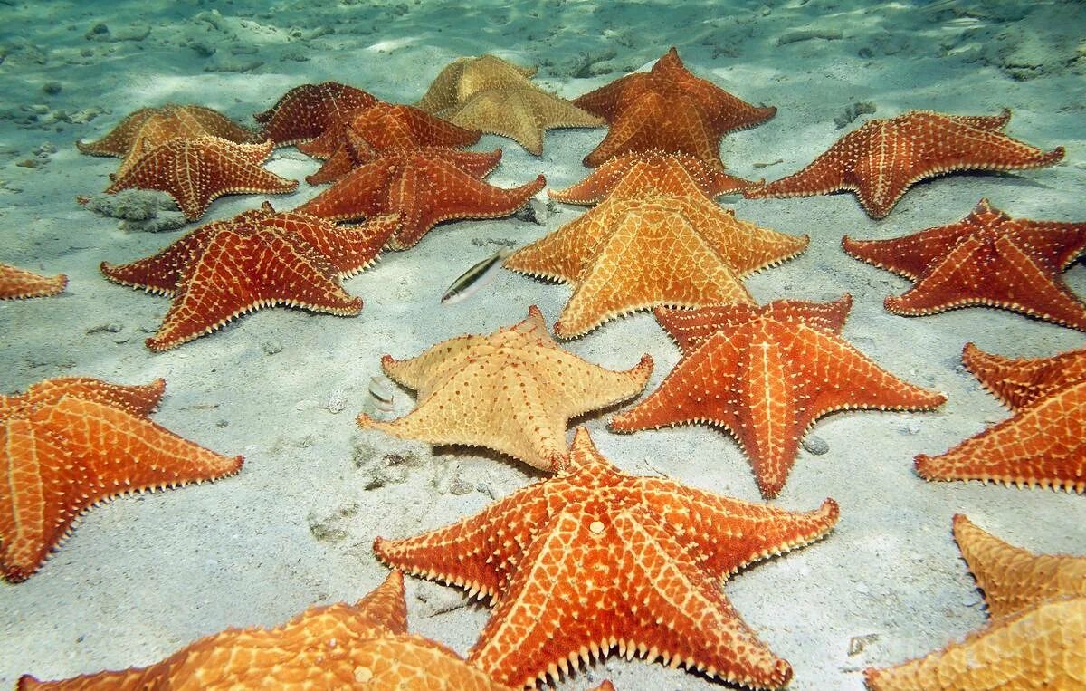 The Panamic Cushion Star - Whats That Fish! Cool sea creatures, Deep sea animals