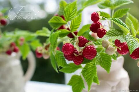 Ветка малины