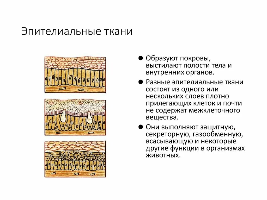 Какие функции выполняет эпителиальная ткань человека. Структурная единица эпителиальной ткани. Ткани животных эпителиальная ткань. Типы эпителиев эпителиальной ткани. Строение эпителиальной ткани 5 класс.