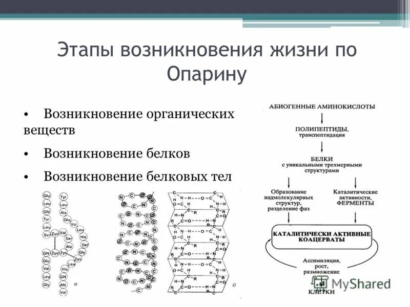 Этапы жизни по опарину