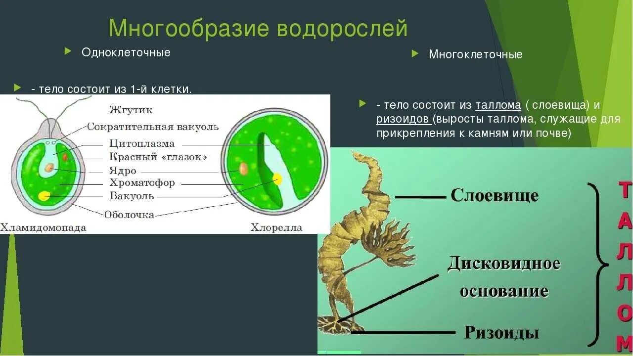 Строение водорослей 6 класс. Биология 5 класс таблица водоросли одноклеточные. Одноклеточные водоросли 5 класс биология. Водоросли биология строение. Одноклеточная брюс