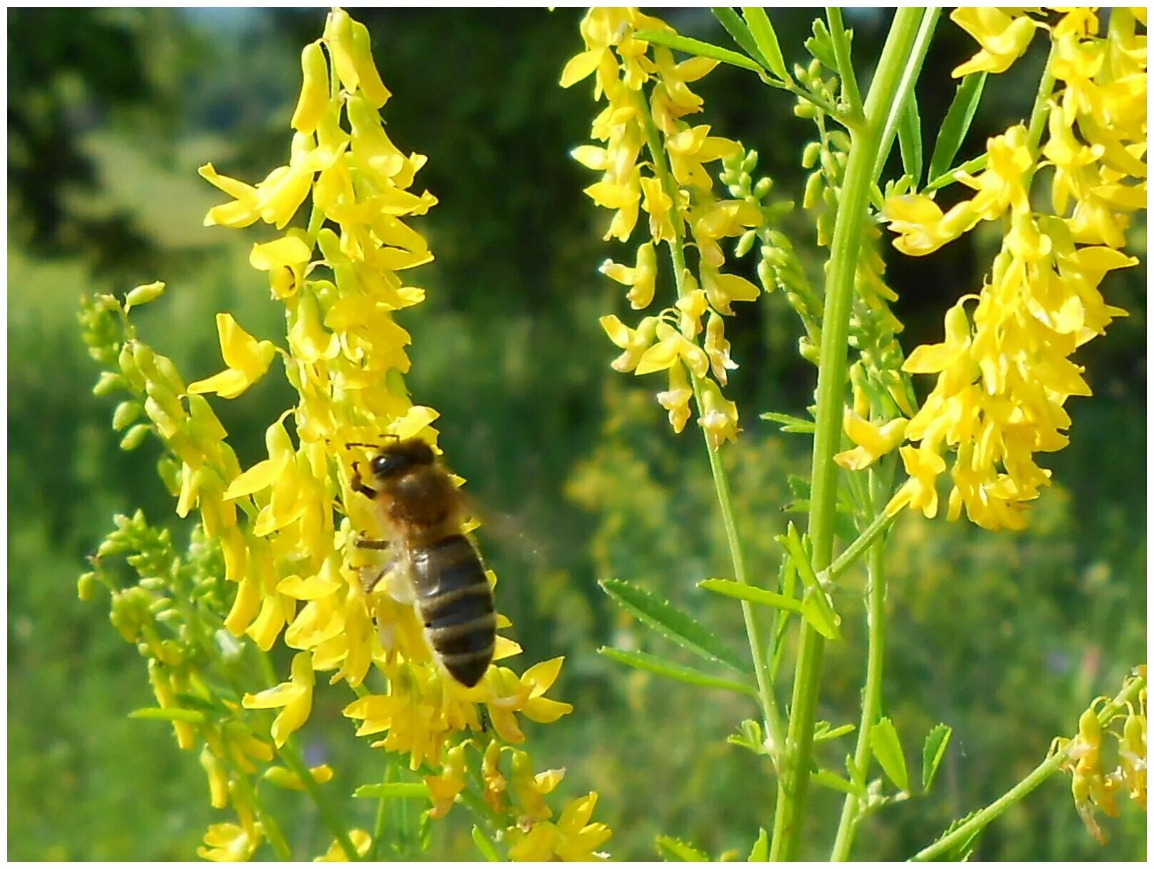 Донник Melilotus officinalis. Донник желтый. Мед желтый донник. Донник белый медонос.