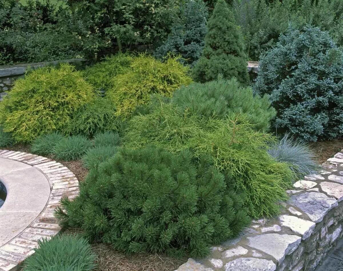 Хвойники фото названия. Туя глаука глобоза. Ниваки глаука глобоза. Можжевельник скальный скайрокет. Хвойники фото названия.