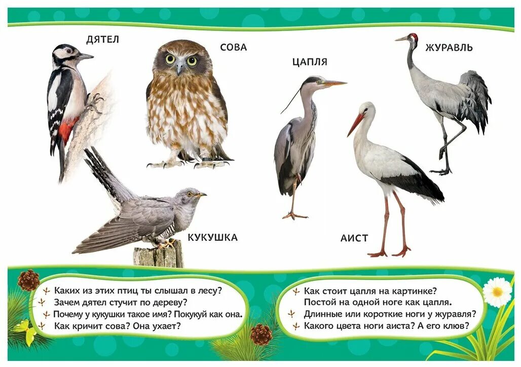 Цапля и Аист отличия. Как отличить журавля от Цапли. Книжка Дикие птицы для детей. Аисты и Журавли чем отличаются.