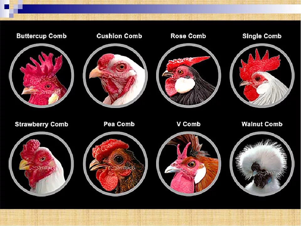 У куриц есть мозг. Разновидности гребней у кур. Виды гребней у петухов. Типы гребешков у петухов.