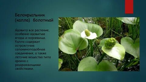 Описание болотных растений