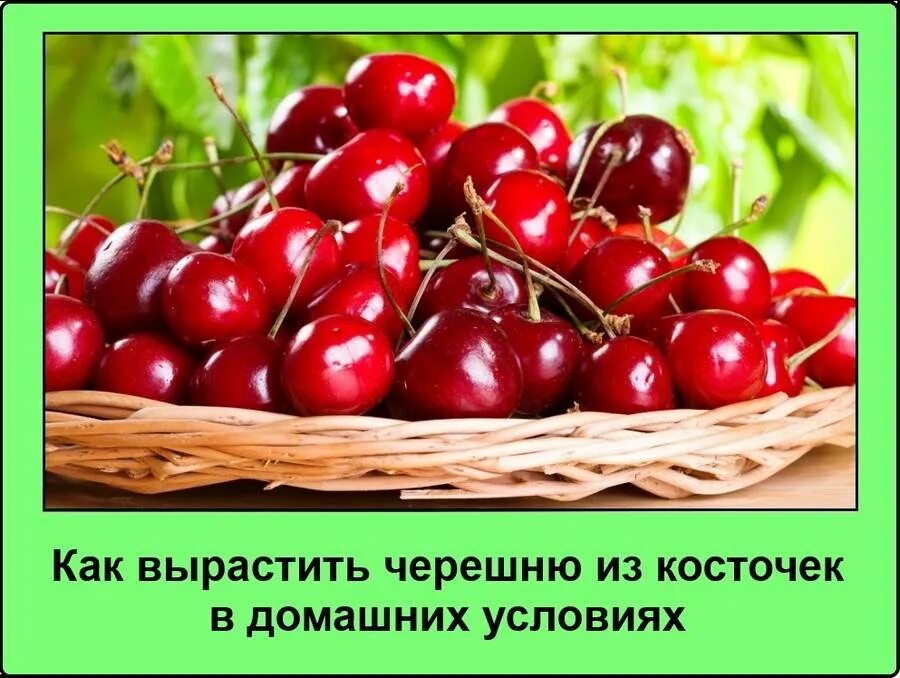 Как вырасти черешню. Росток черешни. Косточка черешни. Как вырастить черешню. Черешня из косточки.