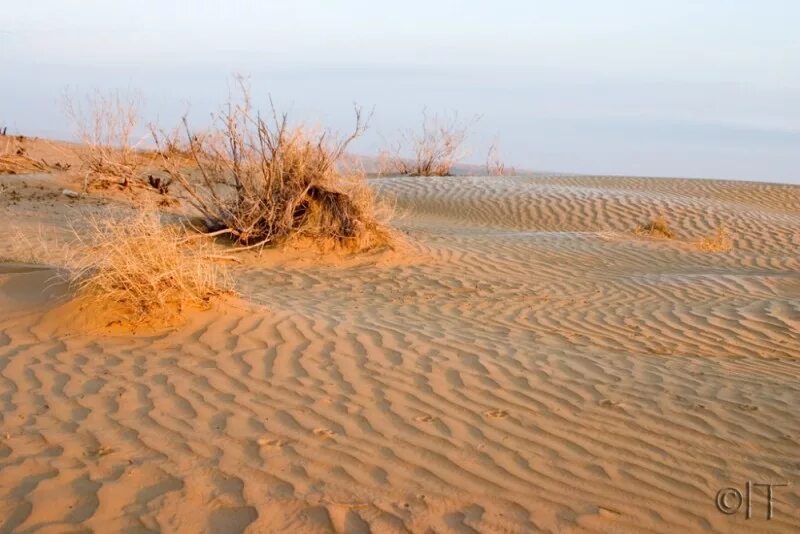 Туркменистан каракумы. Пустыня каракум в туркменистане. Пустыня каракумы находится. Пустыня каракумы находится. Пустыни каракумы и кызылкум на карте.