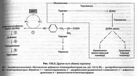Особенности обмена и роль тирозина