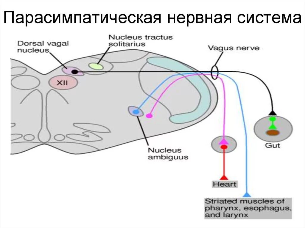 Парасимпатический отдел усиливает. Парасимпатическая нервная система. За какие процессы отвечает парасимпатическая нервная система. Не иннервируется парасимпатической нервная система. Вагосимпатическая нервная система.