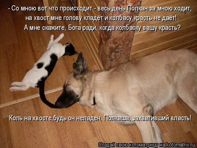 распушить хвостик. давай помиримся. кот изогнул спину. ходить под хвост. давай мириться.