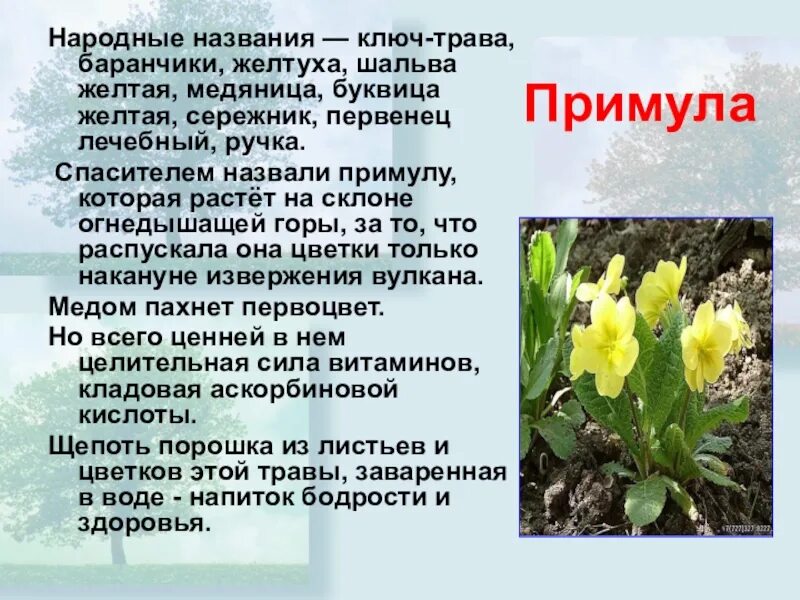 Первоцвет польза и вред. Первоцвет польза и вред. Растение первоцвет весенний. Примула первоцвет весенний. Первоцвет весенний описание.