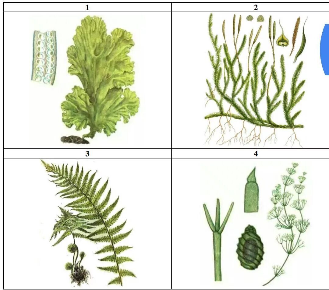 Плауны размножаются семенами. Мхи папоротники хвощи плауны. Плауны хвощи папоротники рисунок. Рисунок хвощей плаунов и папоротников. Листья плауна.