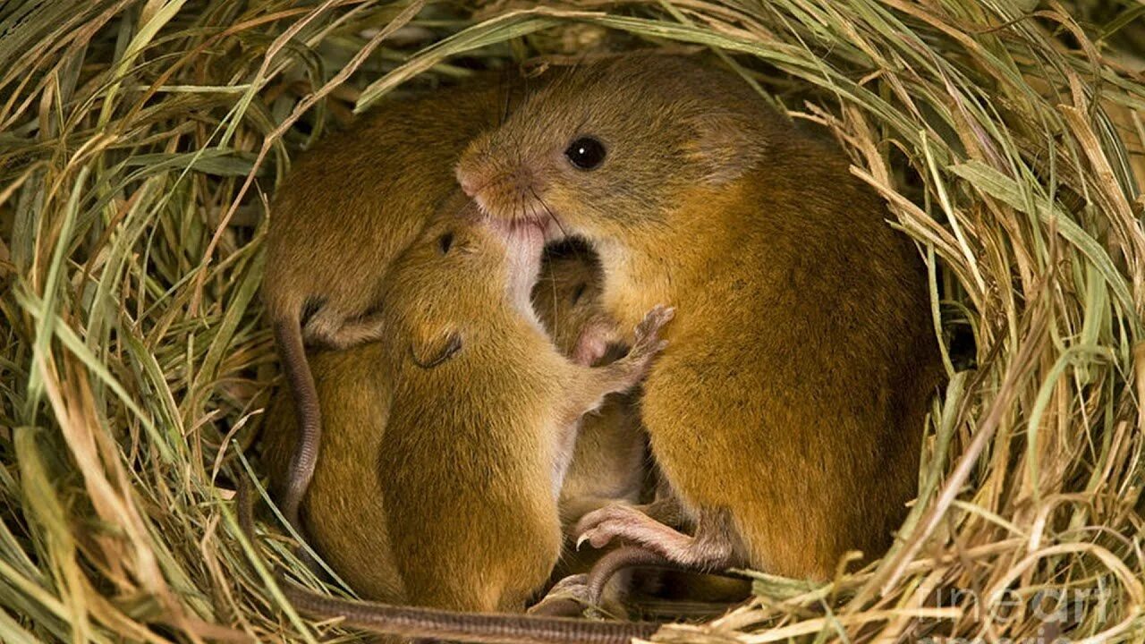 Семя мыши. Мышки полевки гнездо мыши. Мышь Малютка полевка. Гнездо мыши малютки.