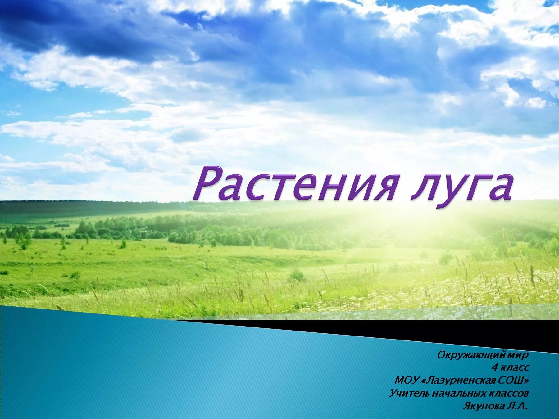 Луговые цветы 4 класс. Растения Луга 4 класс. Растения Луга презентация. Растения Луга 4 класс окружающий мир. Растения Луга презентация 2 класс.