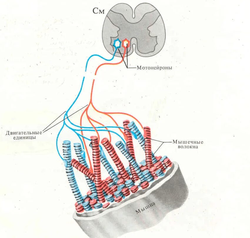 Двигательные Нейроны спинного мозга мотонейроны физиология. Двигательная единица мотонейрон. Строение двигательной единицы мышцы. Схема двигательной единицы.