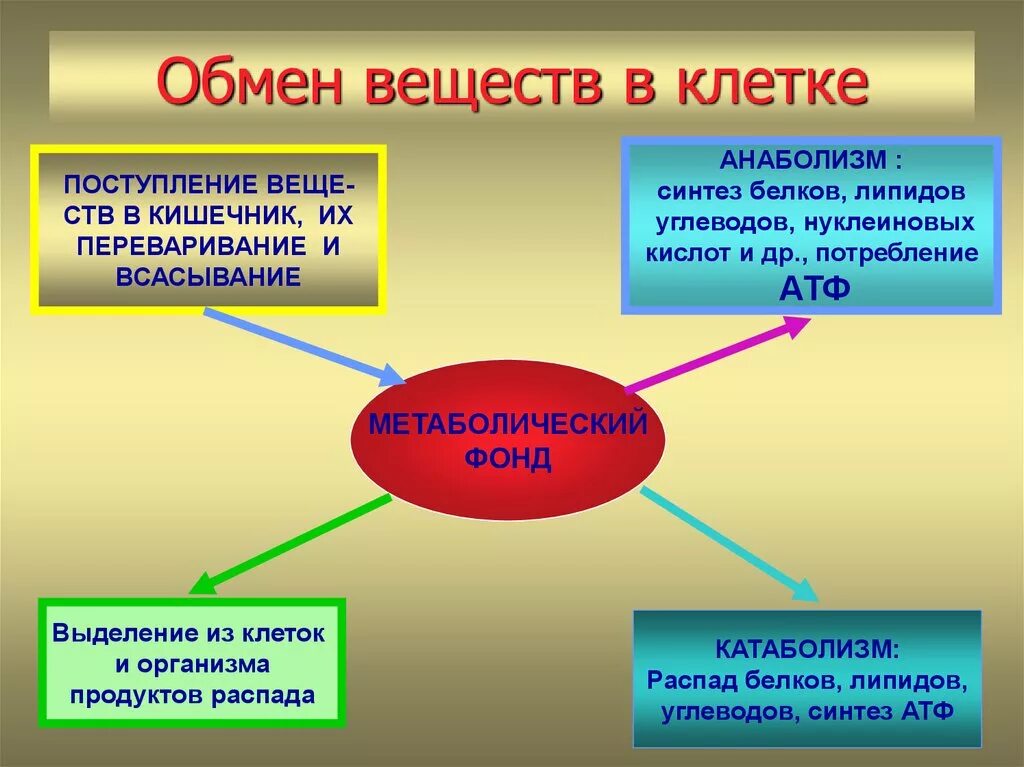 Спасис обмена. Обмен веществ это процесс.