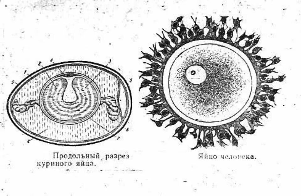 Строение яйцеклеток типы яйцеклеток. Строение яйцеклетки млекопитающего. строение яйцеклетки животных. изолецитальная яйцеклетка строение. яйцеклетка плацентарных млекопитающих.