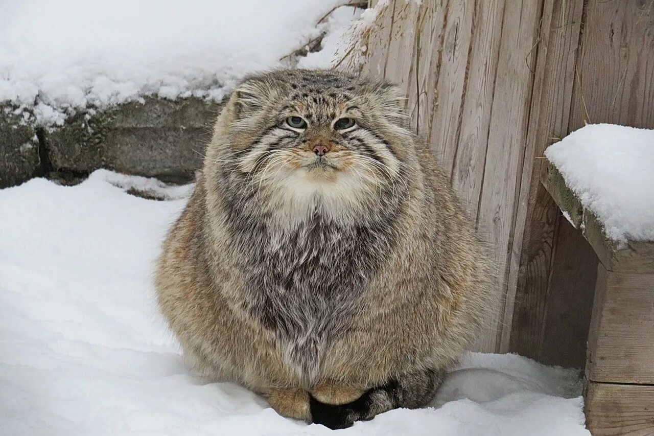 кот на печке. собака на батарее. кот греет лапки. московский зоопарк дикий кот манул. котик греет лапки.