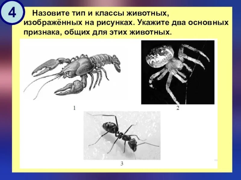Назовите изображенный на рисунке. Хитиновый скелет. Назовите типы и классы животных изображенных. Назовите класс и Тип животных изображенных. Членистое строение тела имеют.
