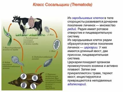 Этапы жизненного цикла печеночного сосальщика