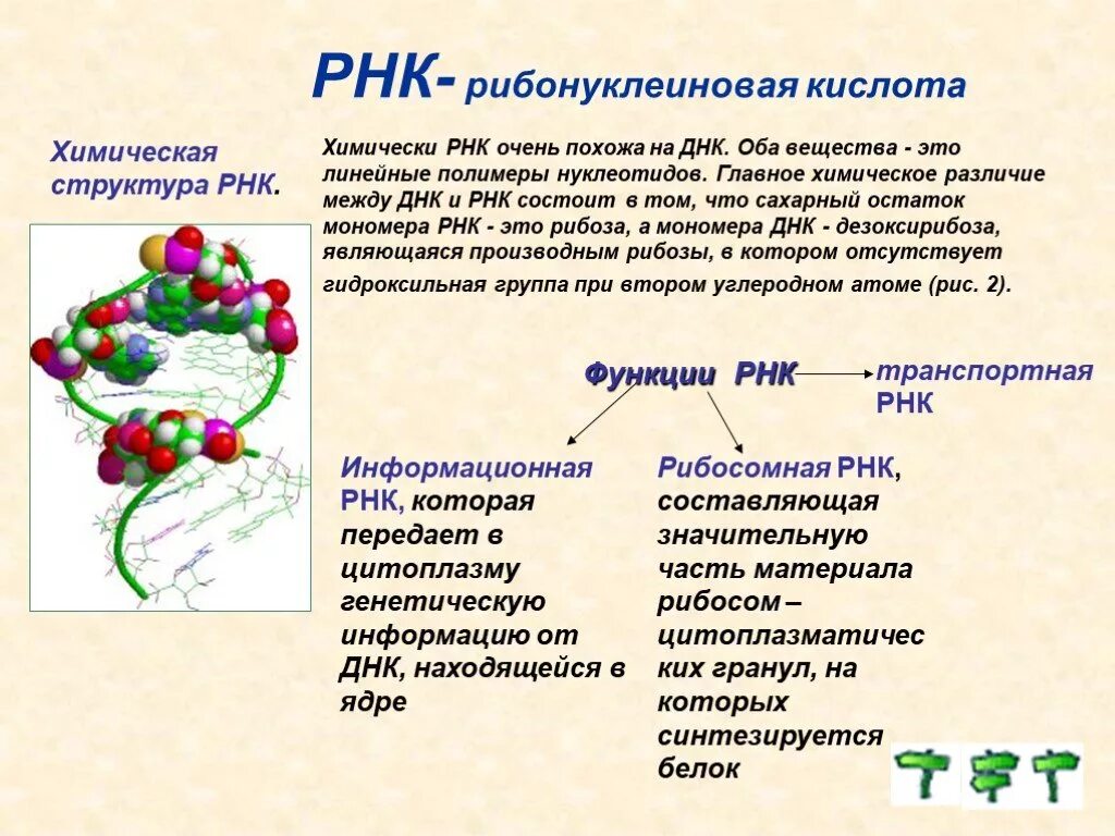 Днк какой мономер. Структура рибонуклеиновых кислот (РНК).. Функции РНК химия. Структура РНК простыми словами. Рибонуклеиновая кислота строение.