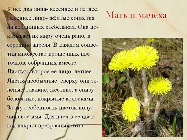 Мать и мачеха сообщение. Сообщение о растении мать и мачеха 3 класс. Мать и мачеха описание для травника. Мать-мачеха. Рассказы. Легенда о растении мать и мачеха.