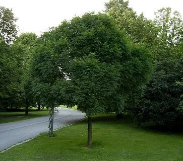 Ясень крупномер
