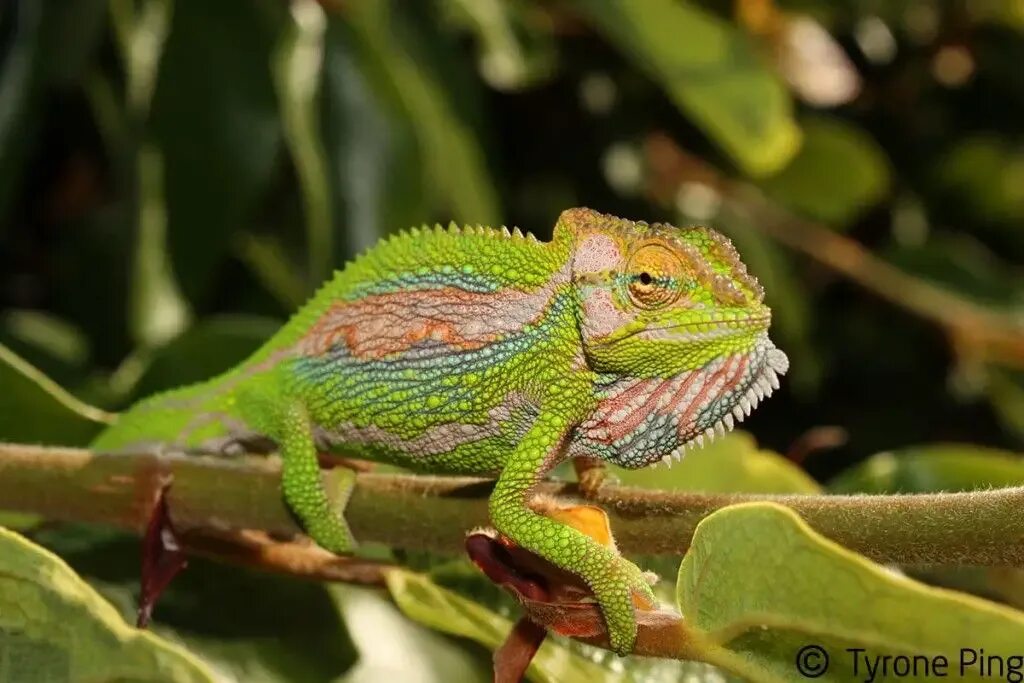 Bradypodion pumilum. Хамелеон Bradypodion pumilum. Bradypodion хамелеоны. Bradypodion thamnobates.