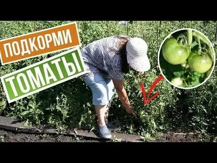Подкормка помидор в августе