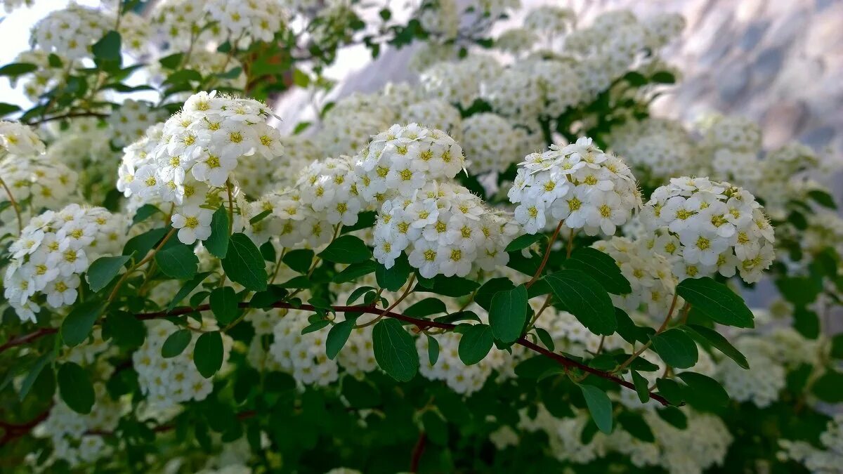 Кусты цветущие весной название. Спирея весеннецветущая Вангутта. Весеннецветущая Спире. Спирея белая. Спирея весеннецветущая белая.