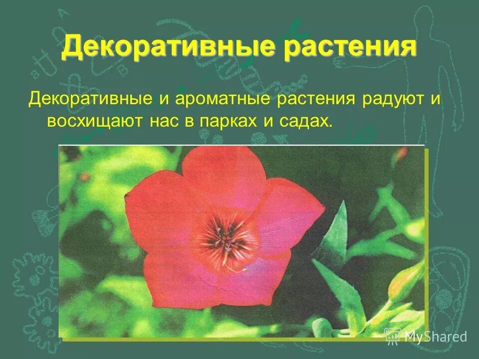 люпин бобовые. однодольные декоративные растения. миксбордеры в английских садах. декоративные растения описание. клумбы, рокарии, миксбордеры.