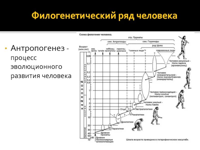 Изоляция антропогенеза. Этапы антропогенеза таблица. Этапы антропогенеза человека. Основные этапы антропогенеза. Характеристика этапов антропогенеза.