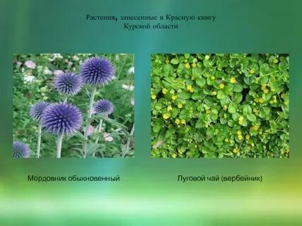 Курские растения