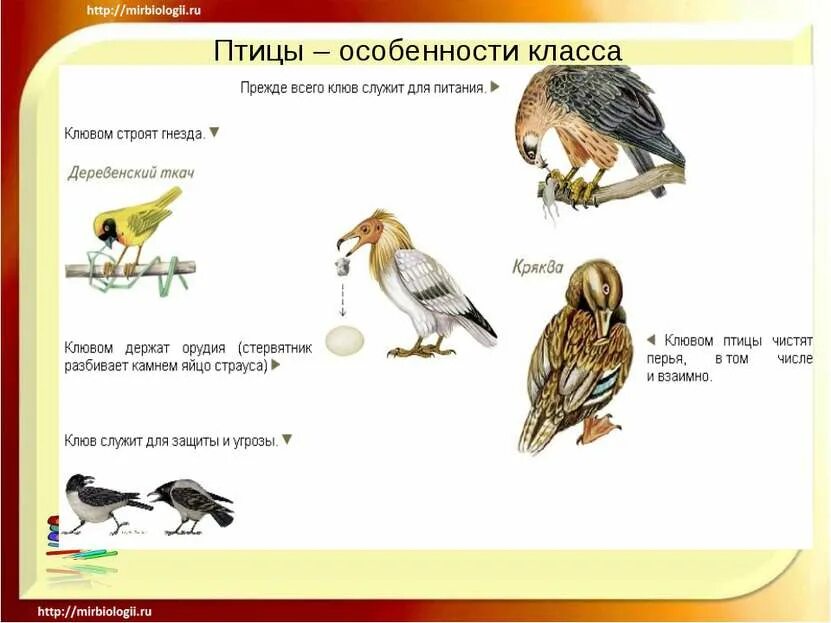 Характерные черты класса птицы наличие различных. Особенности класса птиц. характеристика птиц. отличительные особенности птиц. отличительные особенности класса птиц.