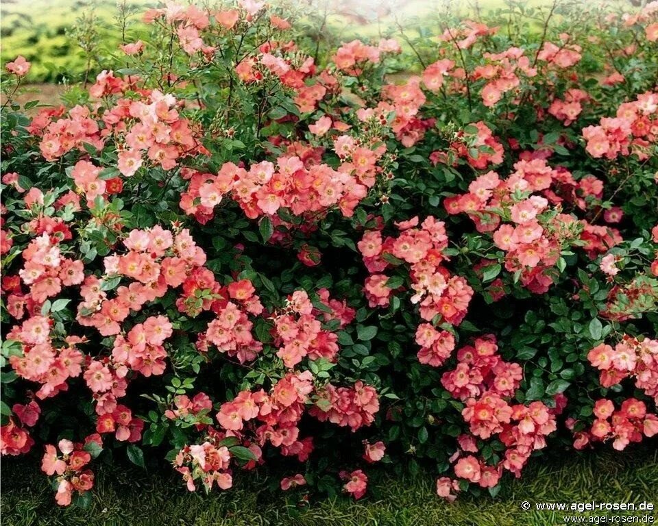 подворье интернет магазин саженцев розы