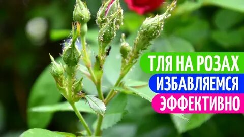 Почему на розах тля