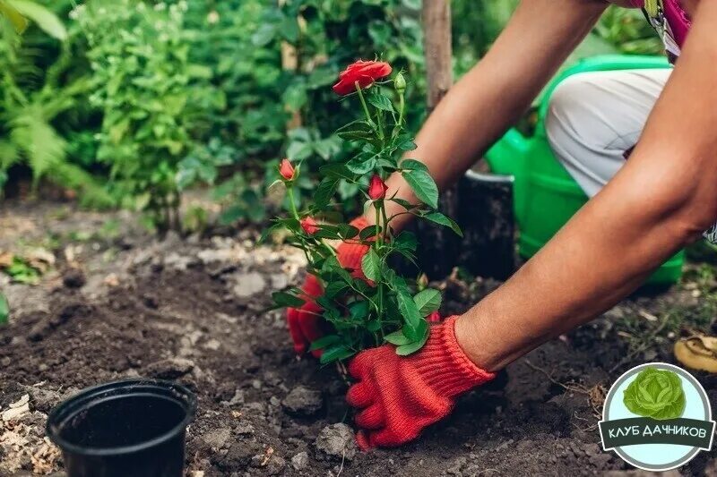 Как посадить розы летом. Сажать цветы. грунт для роз. посадка роз. розы в саду на даче.