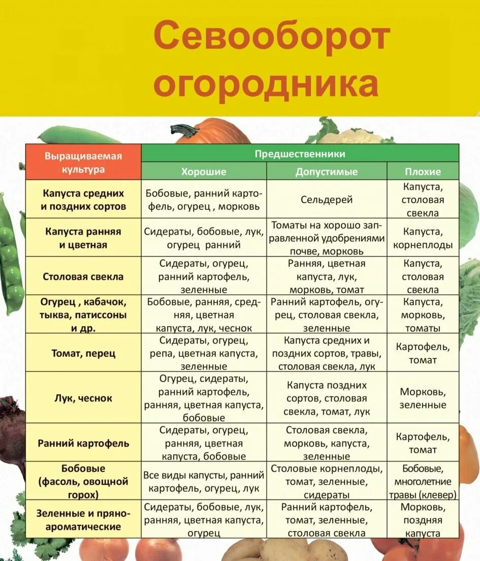 Посадка овощей предшественники таблица. Что за чем сажать на огороде таблица. Чередование посадок овощных культур таблица. Чередование посадки овощей на огороде таблица. Таблица севооборота овощных культур на огороде предшественники.