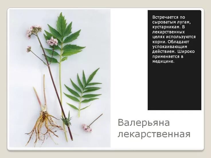 Противоаритмические препараты. Корневища кровохлебки. Лекарственные растения обладающие противоаритмическим действием. Лекарственные растения обладающие противоаритмическим действием. Лекарственные растения обладающие противоаритмическим действием.